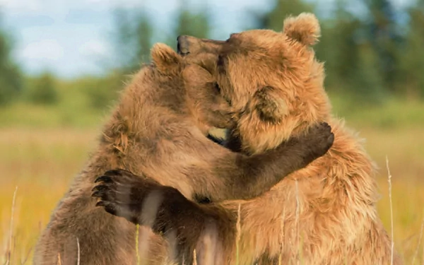 A cute brown bear couple sharing a warm hug in a natural setting, captured in HD as a charming desktop wallpaper.