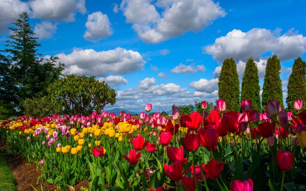 Earth Tulip Flowers Flower Park Sky Cloud HD Wallpaper | Background Image