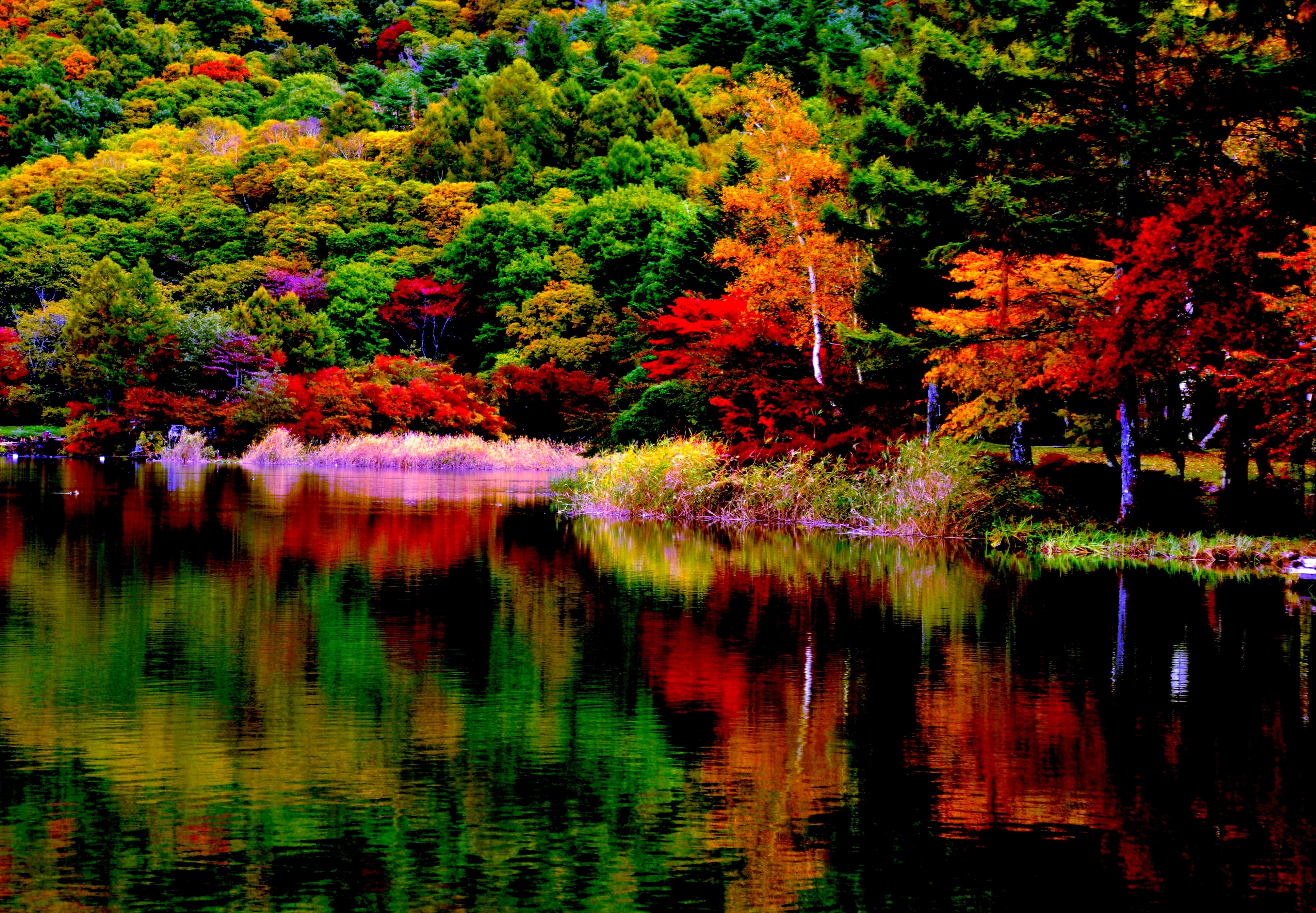 Autumn Forest Reflection 4k Ultra HD Wallpaper ...