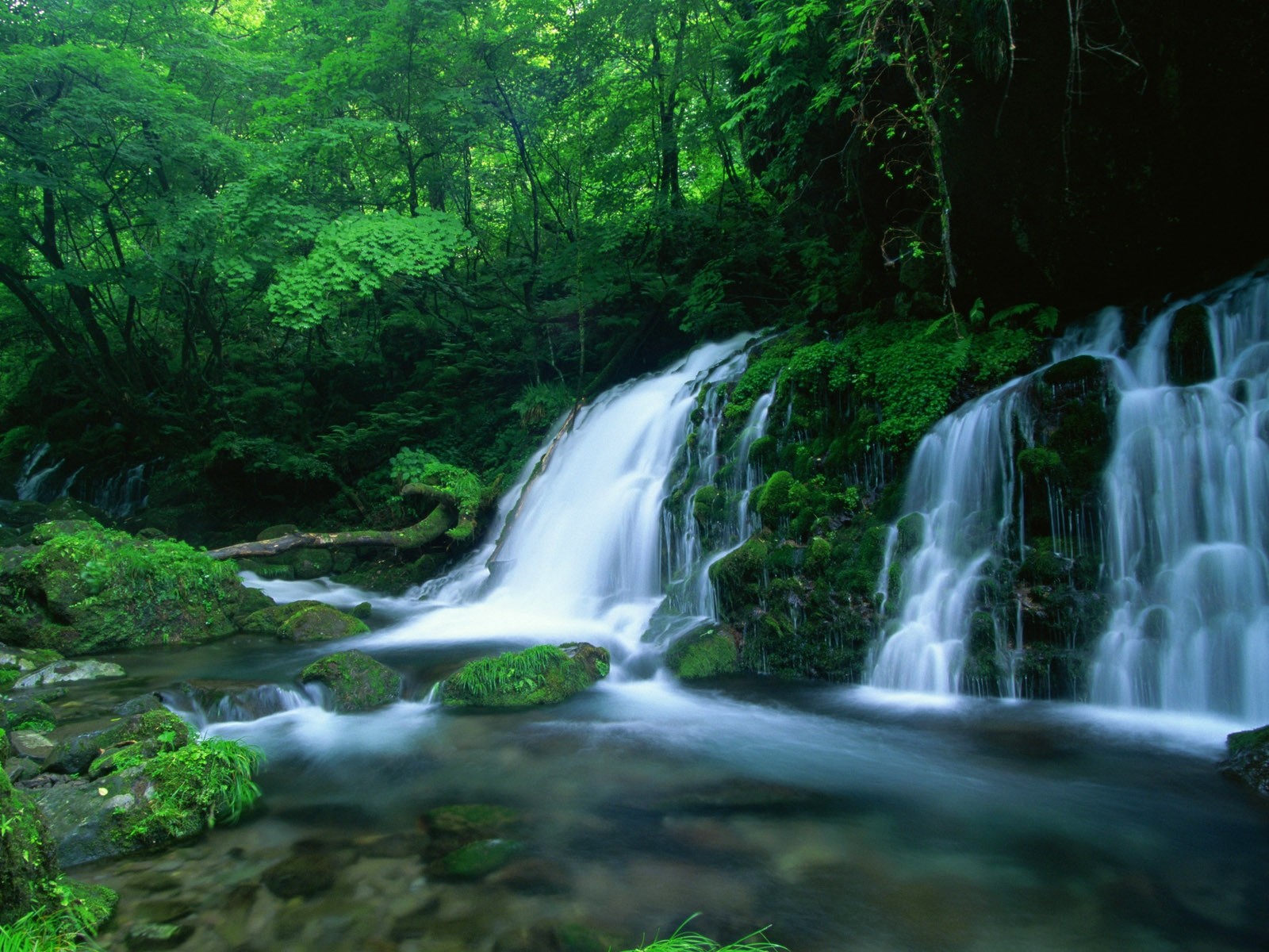 Download Tree Green Forest Nature Waterfall Wallpaper