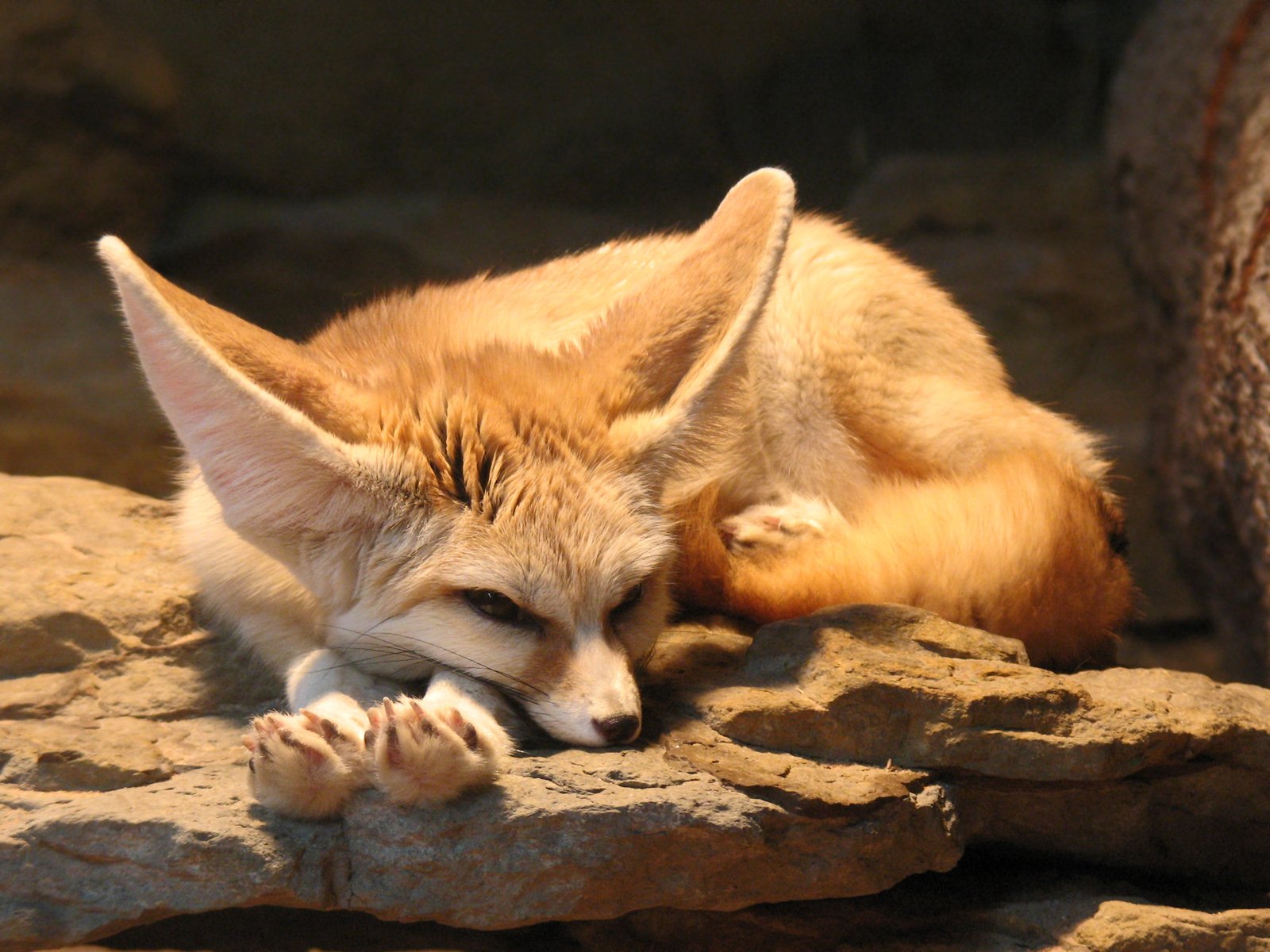 Vulpes Zerda Fennec Fox Bakgrund And Bakgrund 1600x10 Id Wallpaper Abyss