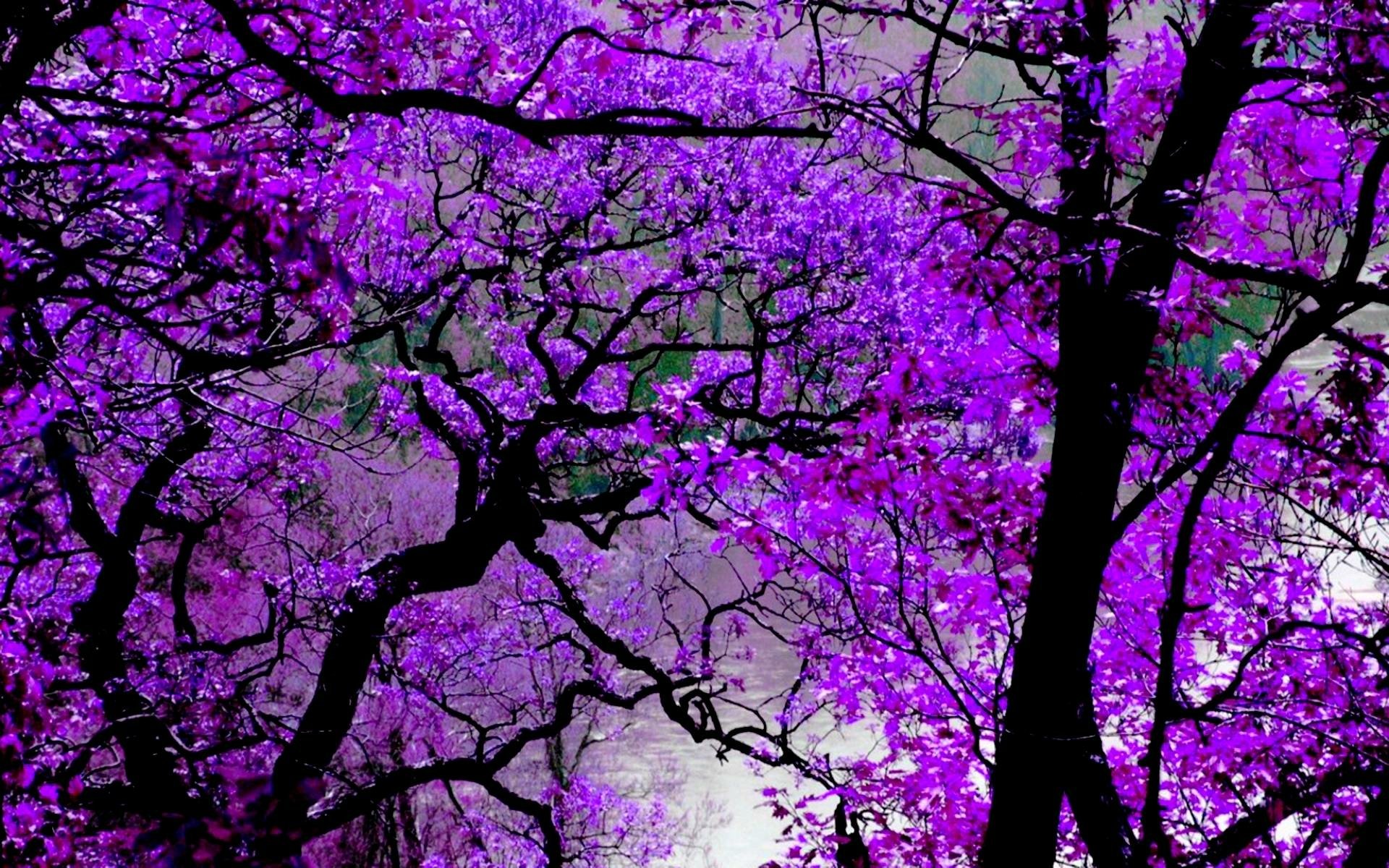  Purple  Blossoms Full HD Wallpaper and Background Image  