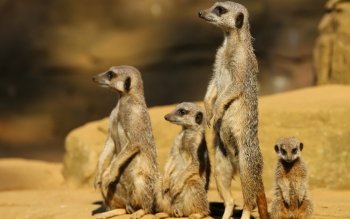 102 Meerkat HD Wallpapers | Background Images - Wallpaper Abyss