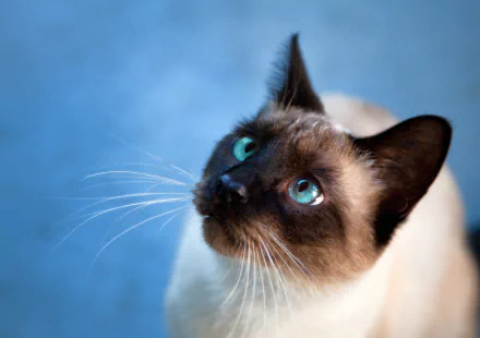 Close-up of a Siamese cat with striking blue eyes against a soft blue background, captured in 4K Ultra HD for a vivid PC desktop wallpaper.