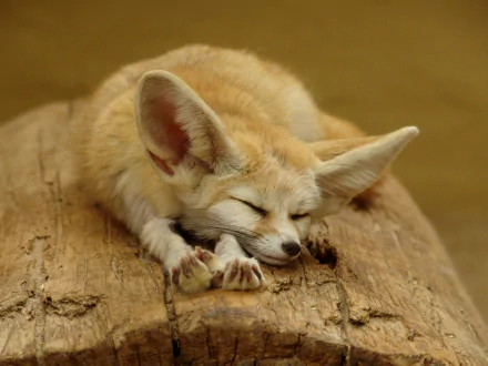 A cute fennec fox peacefully sleeping on a log, showcasing its large ears and soft fur. This HD image serves as a charming desktop wallpaper for animal lovers.