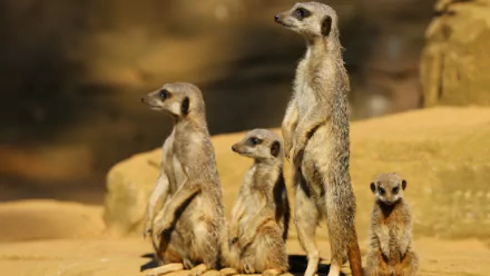 4K Ultra HD PC desktop wallpaper featuring a group of alert meerkats standing and sitting on sandy ground with a blurred natural background.