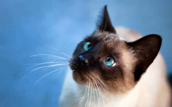 Close-up of a Siamese cat with striking blue eyes against a soft blue background, captured in 4K Ultra HD for a vivid PC desktop wallpaper.