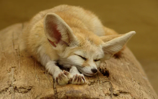 A cute fennec fox peacefully sleeping on a log, showcasing its large ears and soft fur. This HD image serves as a charming desktop wallpaper for animal lovers.