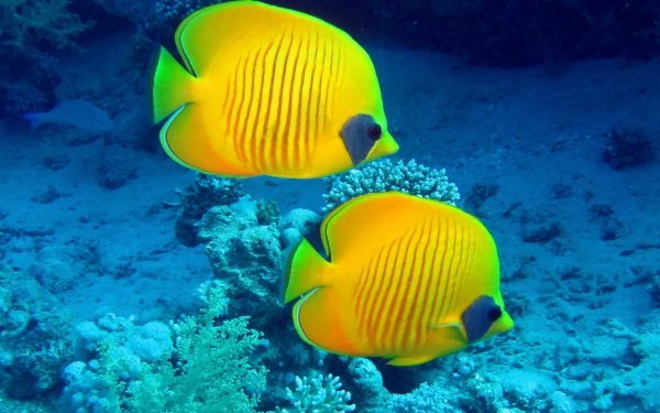 Animal Butterflyfish Ocean Underwater Fish Yellow Tropical HD Wallpaper | Background Image