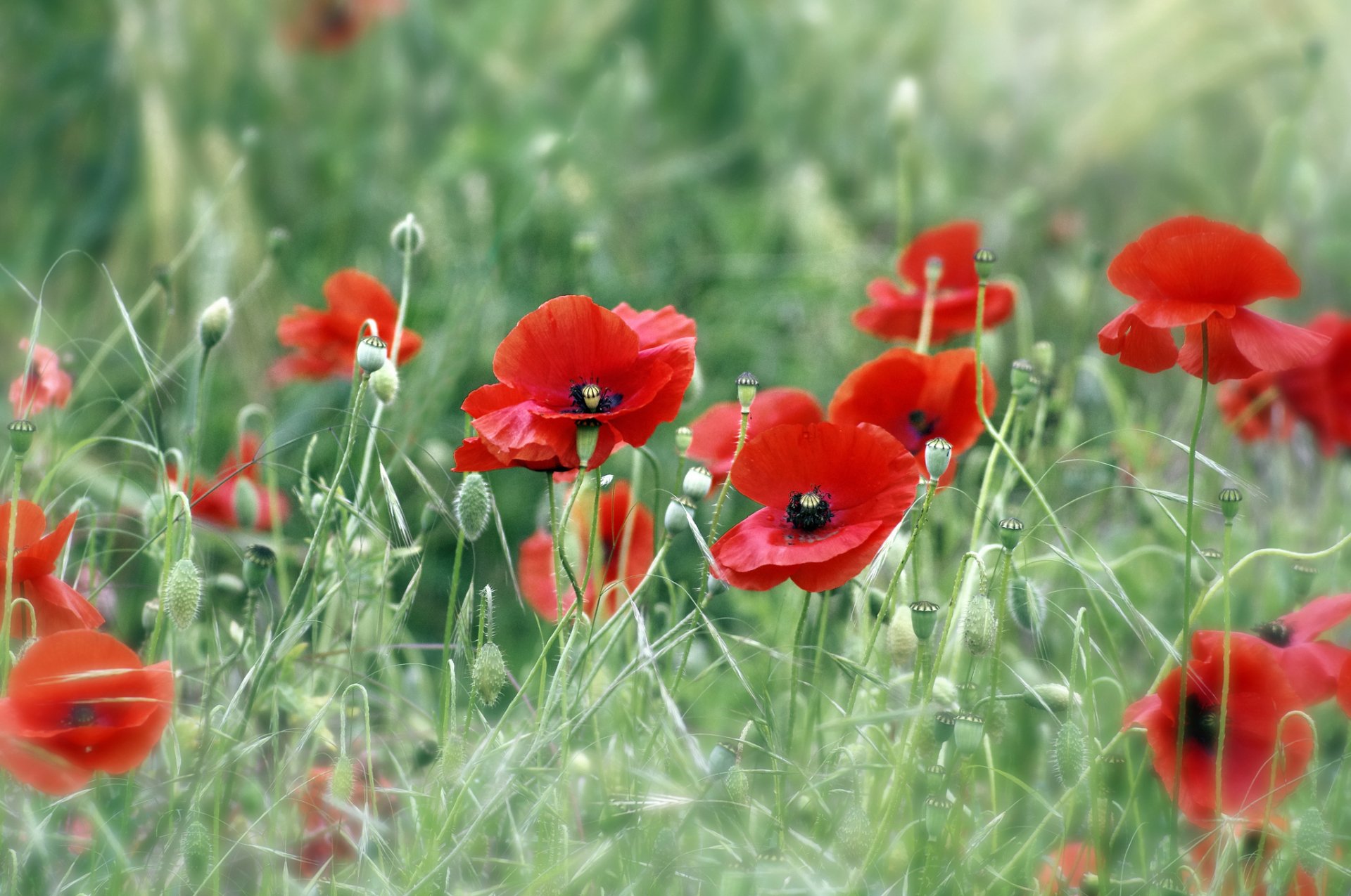 Download Bokeh Red Flower Nature Grass Field Poppy HD Wallpaper