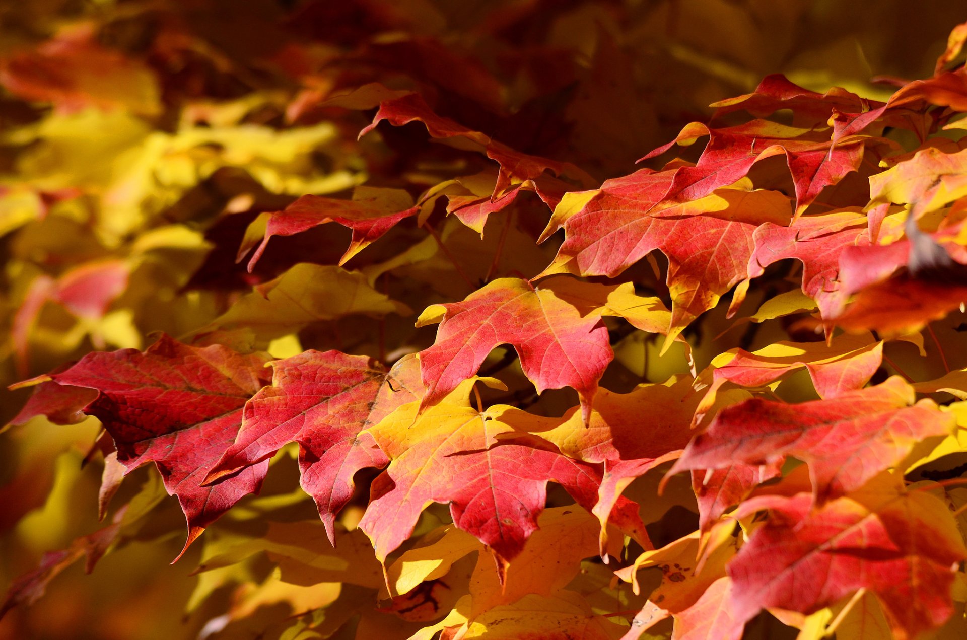 Download Maple Leaf Fall Nature Leaf HD Wallpaper