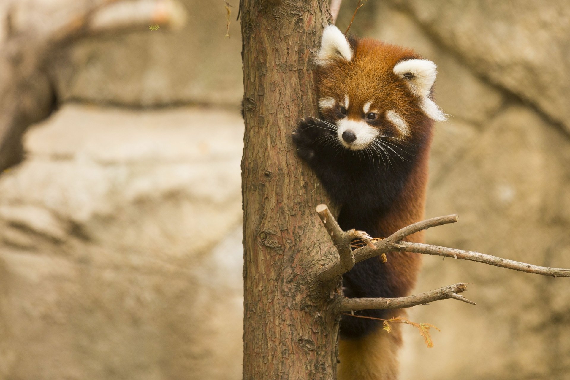 Download Zoo Animal Red Panda 4k Ultra HD Wallpaper