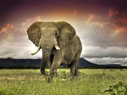 A majestic African bush elephant walks across the savanna under a dramatic sky, captured in stunning 4K Ultra HD detail.