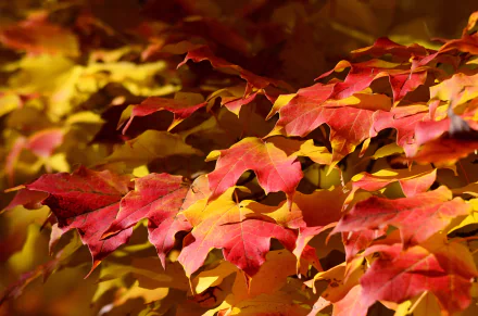 maple leaf fall nature leaf HD Desktop Wallpaper | Background Image