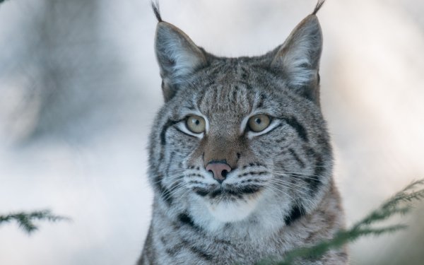 Animal Lynx Cats Big Cat Bokeh HD Wallpaper | Background Image