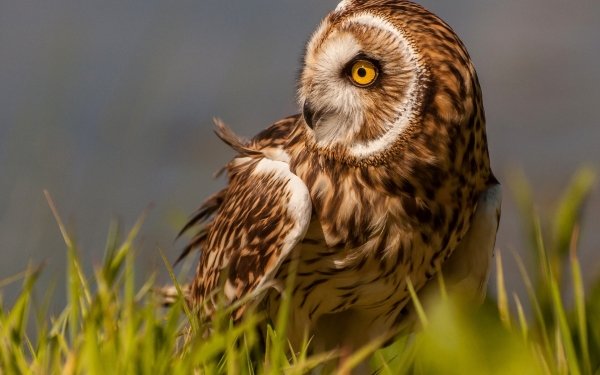 Animal Owl Birds Owls Marsh owl Bird Grass HD Wallpaper | Background Image