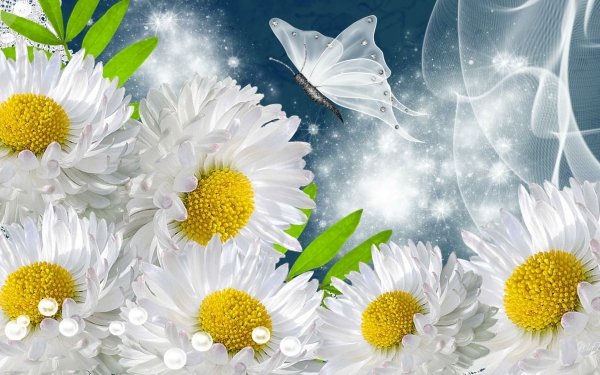 Artistic Flower Flowers Daisy Butterfly Sparkles White Flower HD Wallpaper | Background Image