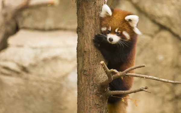  red panda from the Chicago Zoo