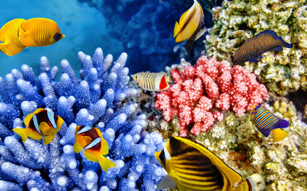 Vibrant underwater scene showcasing colorful coral reefs and diverse tropical fish, captured in stunning 8K Ultra HD for a vivid ocean life desktop background.