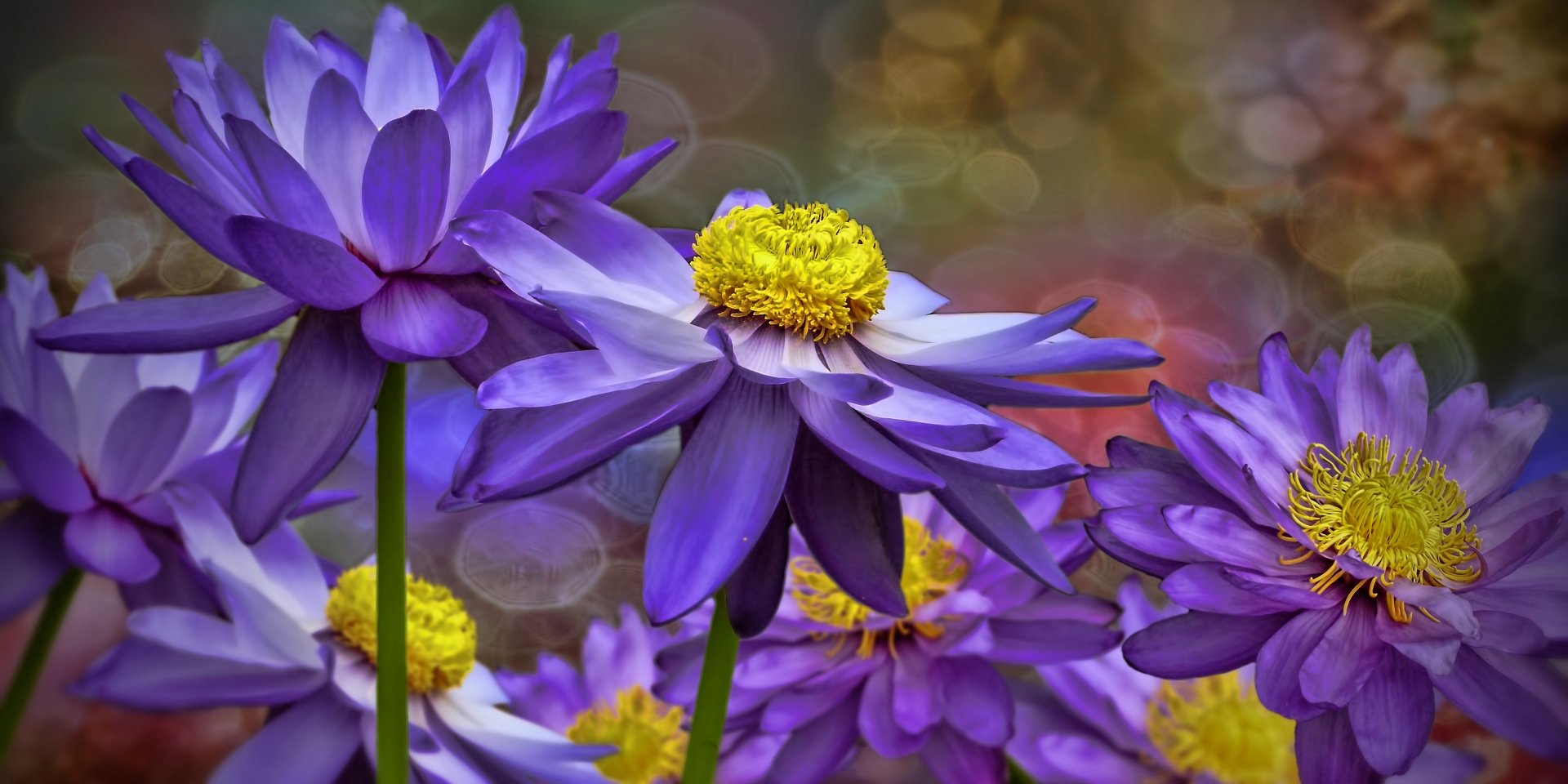 Download Purple Flower Bokeh Nature Flower Water Lily 4k Ultra HD Wallpaper