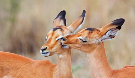 bokeh Africa couple Animal Impala HD Desktop Wallpaper | Background Image