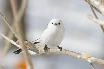 A long-tailed tit perched on a branch, showcasing its delicate features and soft plumage, set against a softly blurred background, making an enchanting HD desktop wallpaper.