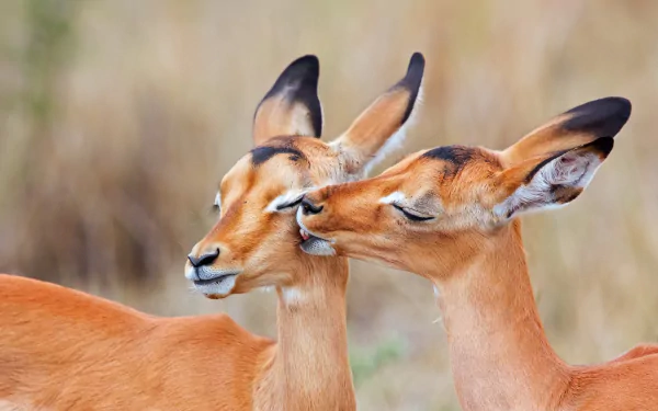 bokeh Africa couple Animal Impala HD Desktop Wallpaper | Background Image