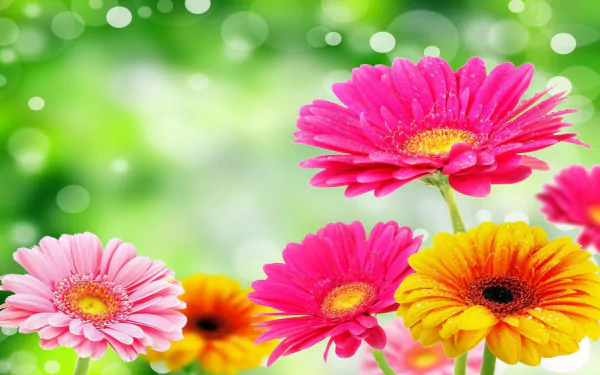 Bright pink and yellow gerbera flowers with a soft green bokeh background, capturing the essence of spring in this HD PC desktop wallpaper.