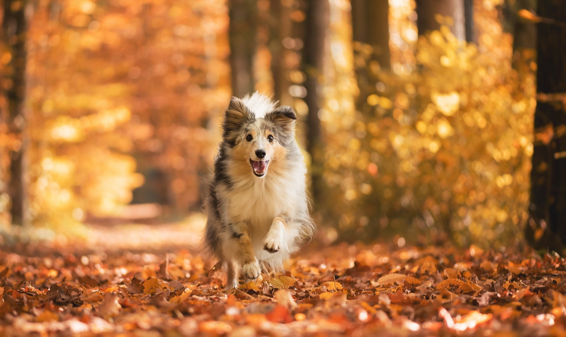 Autumn Joy: Playful Dog in Golden Fall Bokeh – HD Wallpaper | 1920x1144 ...