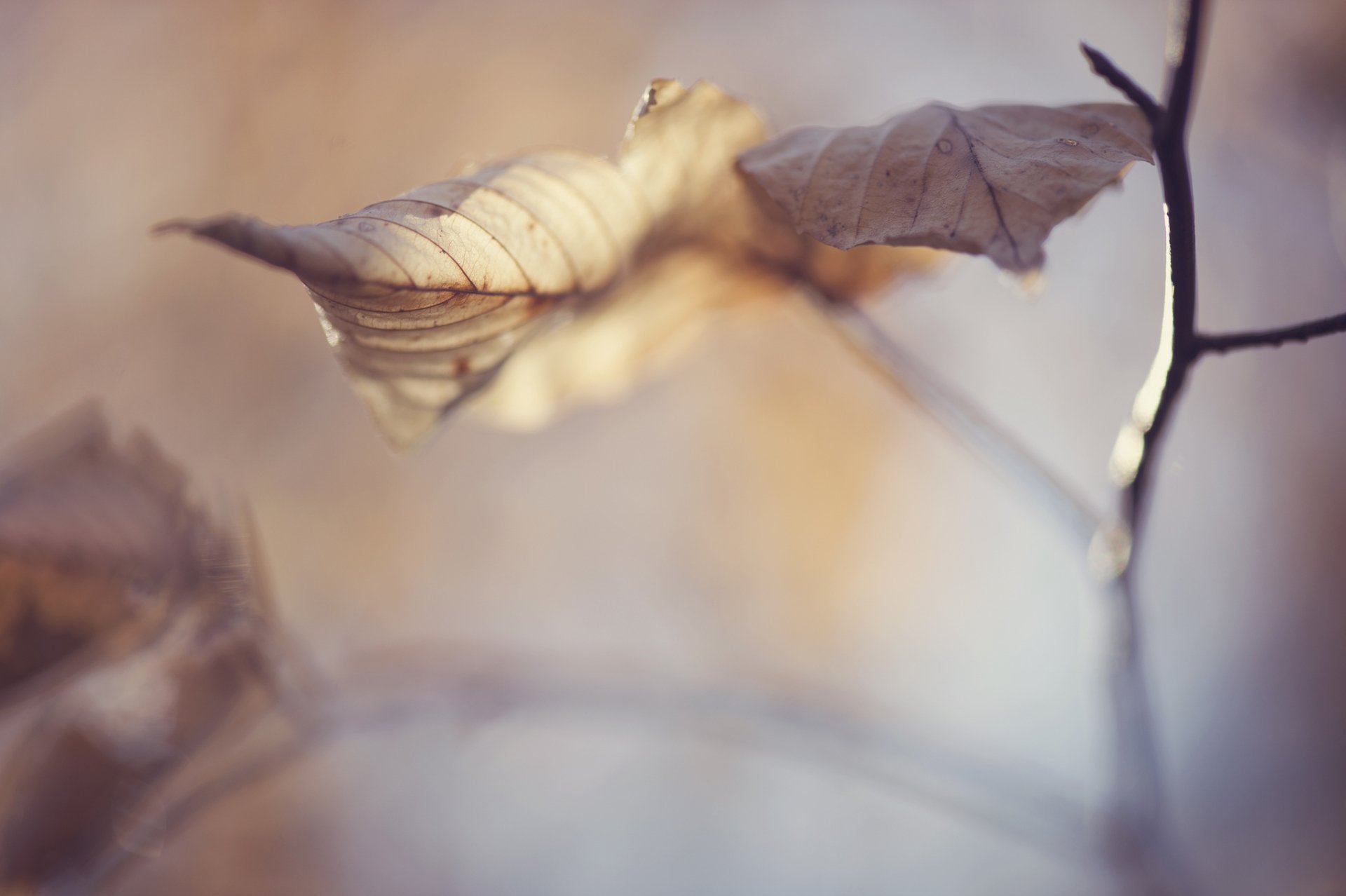A close-up of a blurred fall scene featuring delicate leaves on a branch, capturing the essence of nature's transition. This HD wallpaper adds a serene touch to any desktop background.