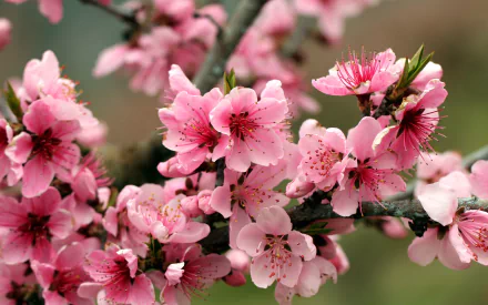  Apple Blossoms