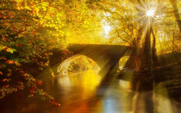 Man Made Bridge Bridges Forest Tree Fall Leaf Sunshine Sun Golden Nature River Sunbeam HD Wallpaper | Background Image