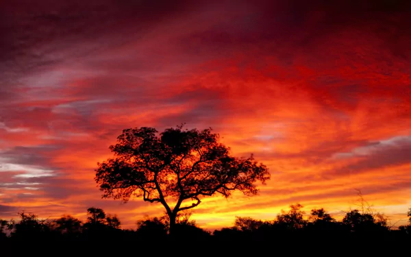 Silhouetted solitary tree against a fiery orange and red sunset sky over South African plains — 2K Quad HD nature desktop wallpaper/background.