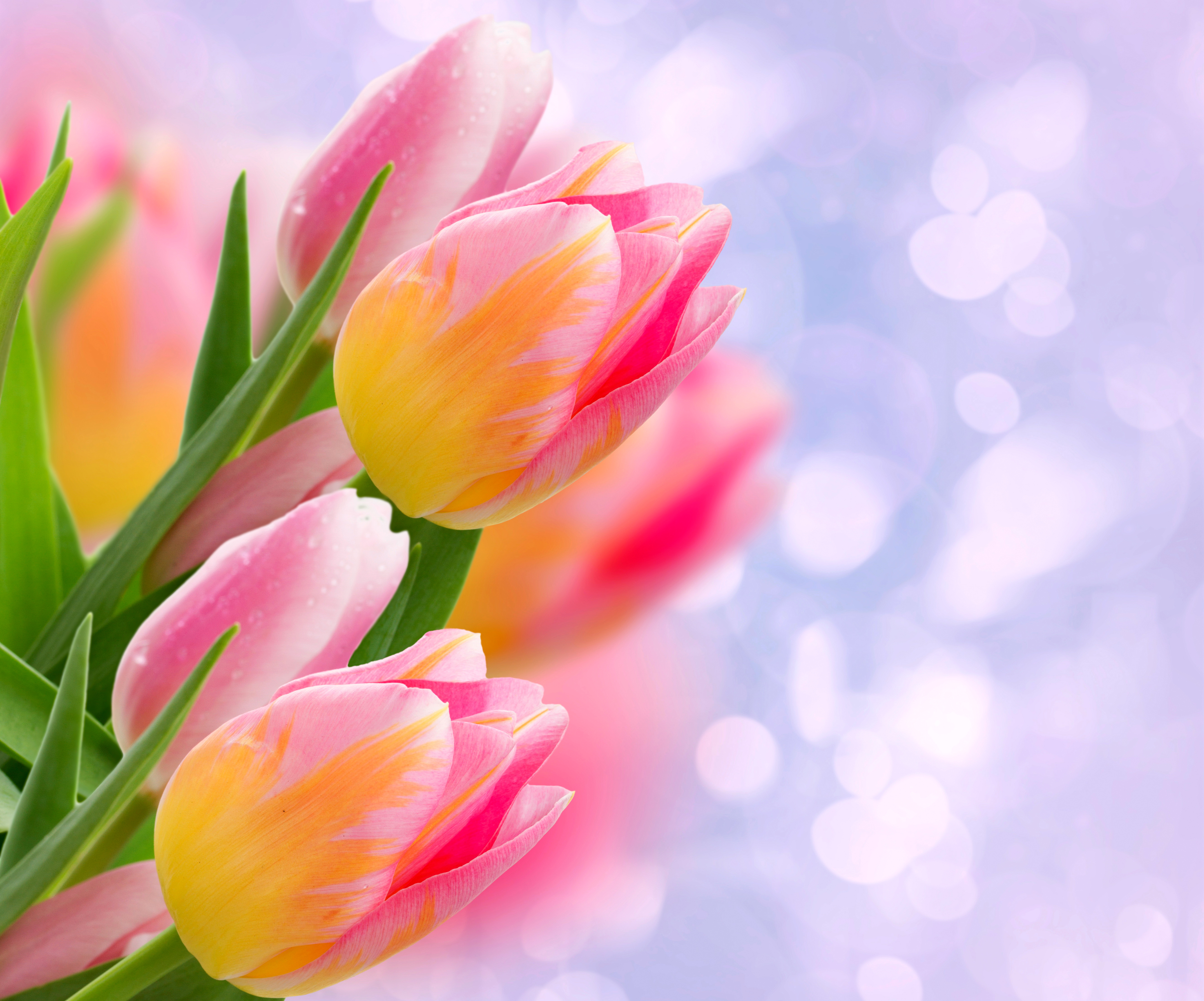 Pink Tulips  4k Ultra HD  Wallpaper  Background Image 