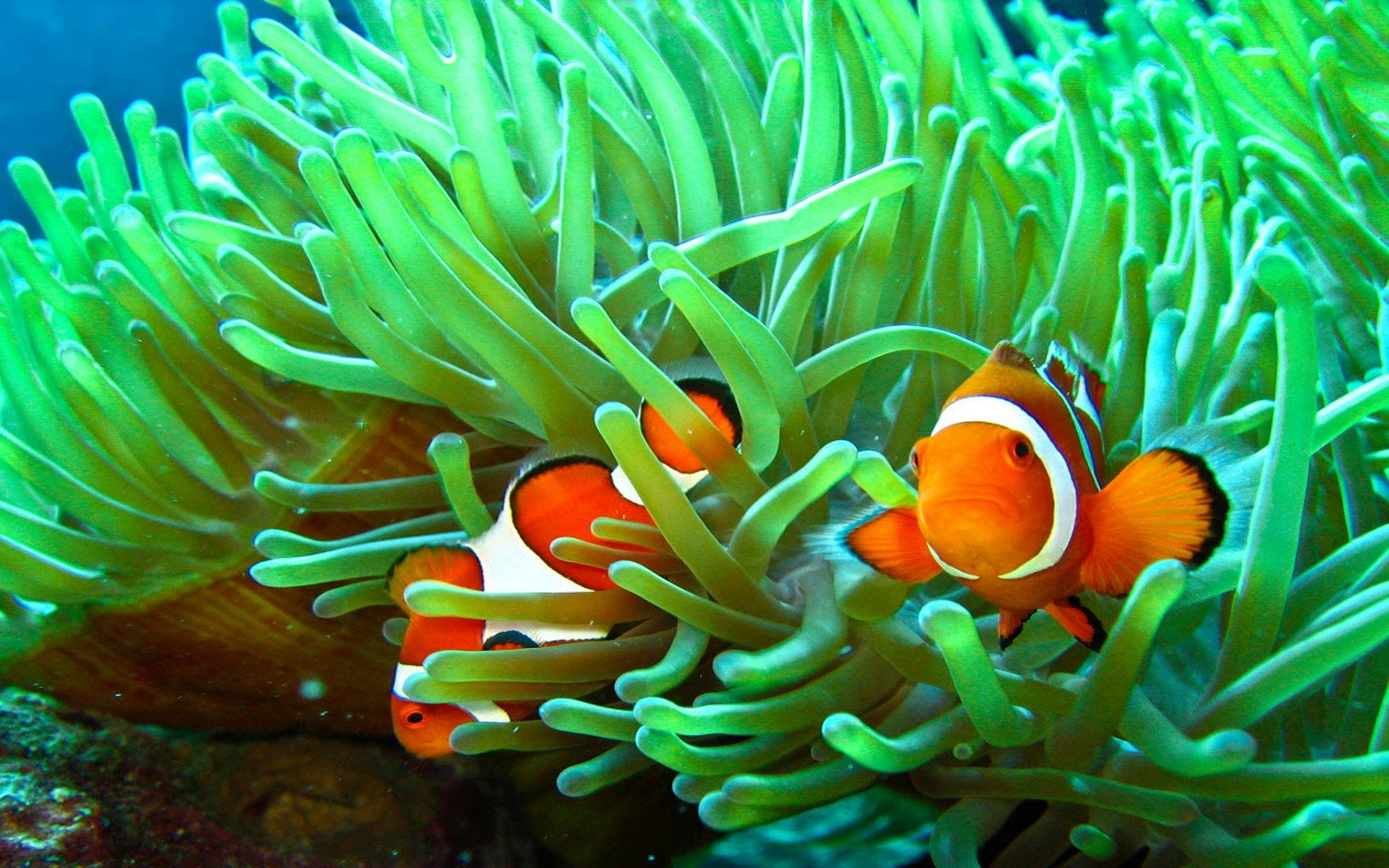 Download Ocean Underwater Sea Grass Close up Fish Animal Clownfish HD