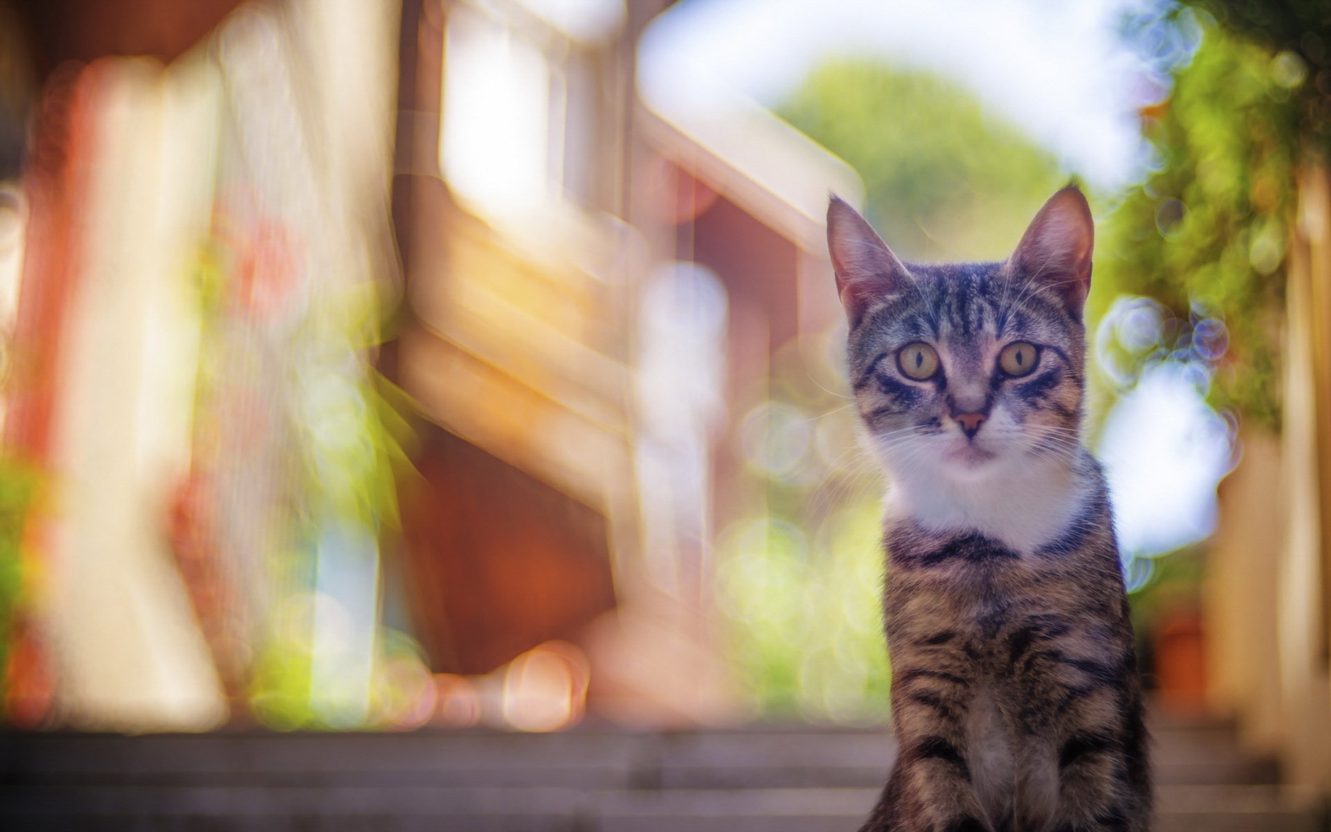 Download Blur Bokeh Animal Cat HD Wallpaper