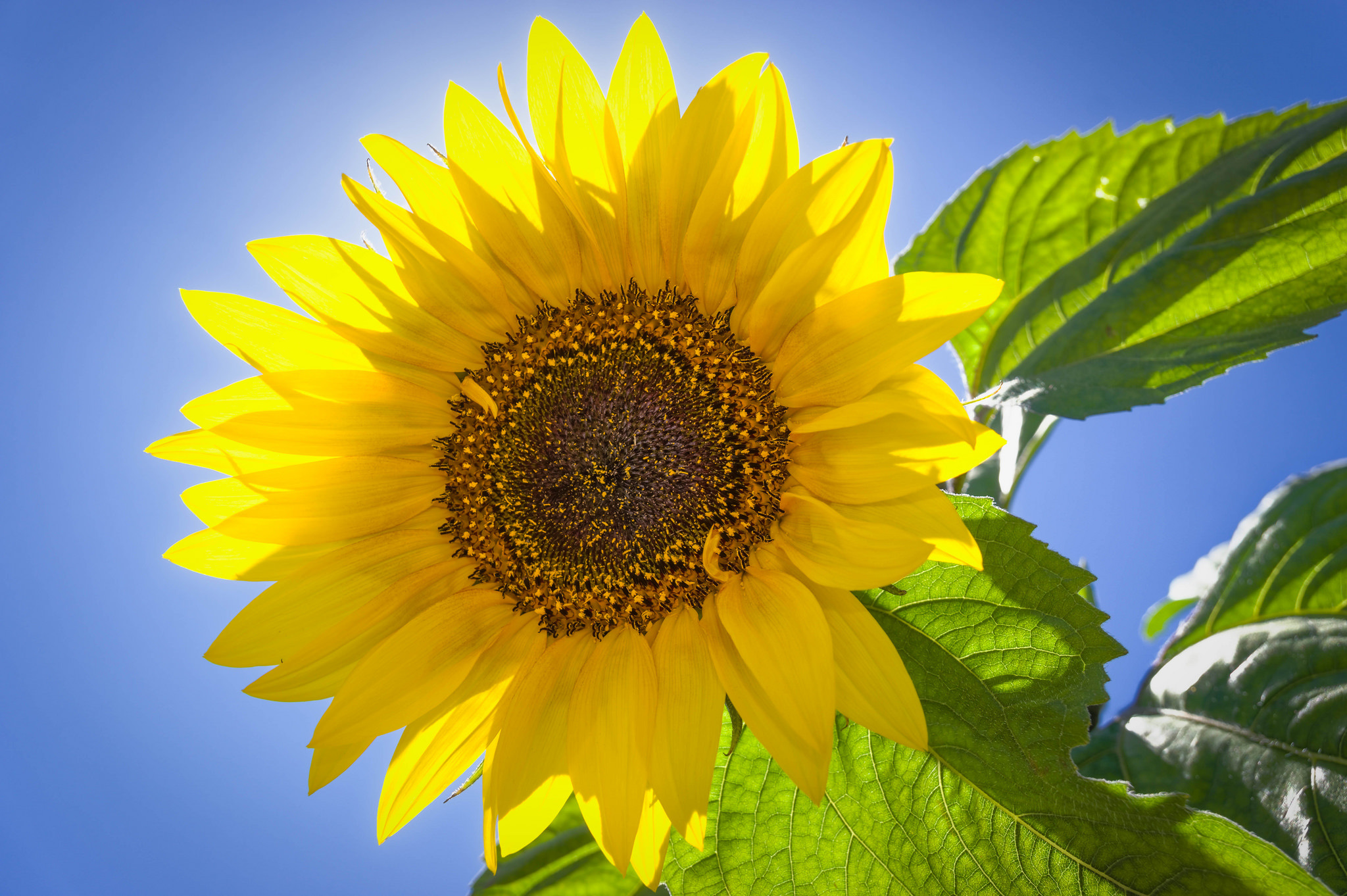 Download Nature Sunny Yellow Flower Flower Sunflower Hd Wallpaper 2687