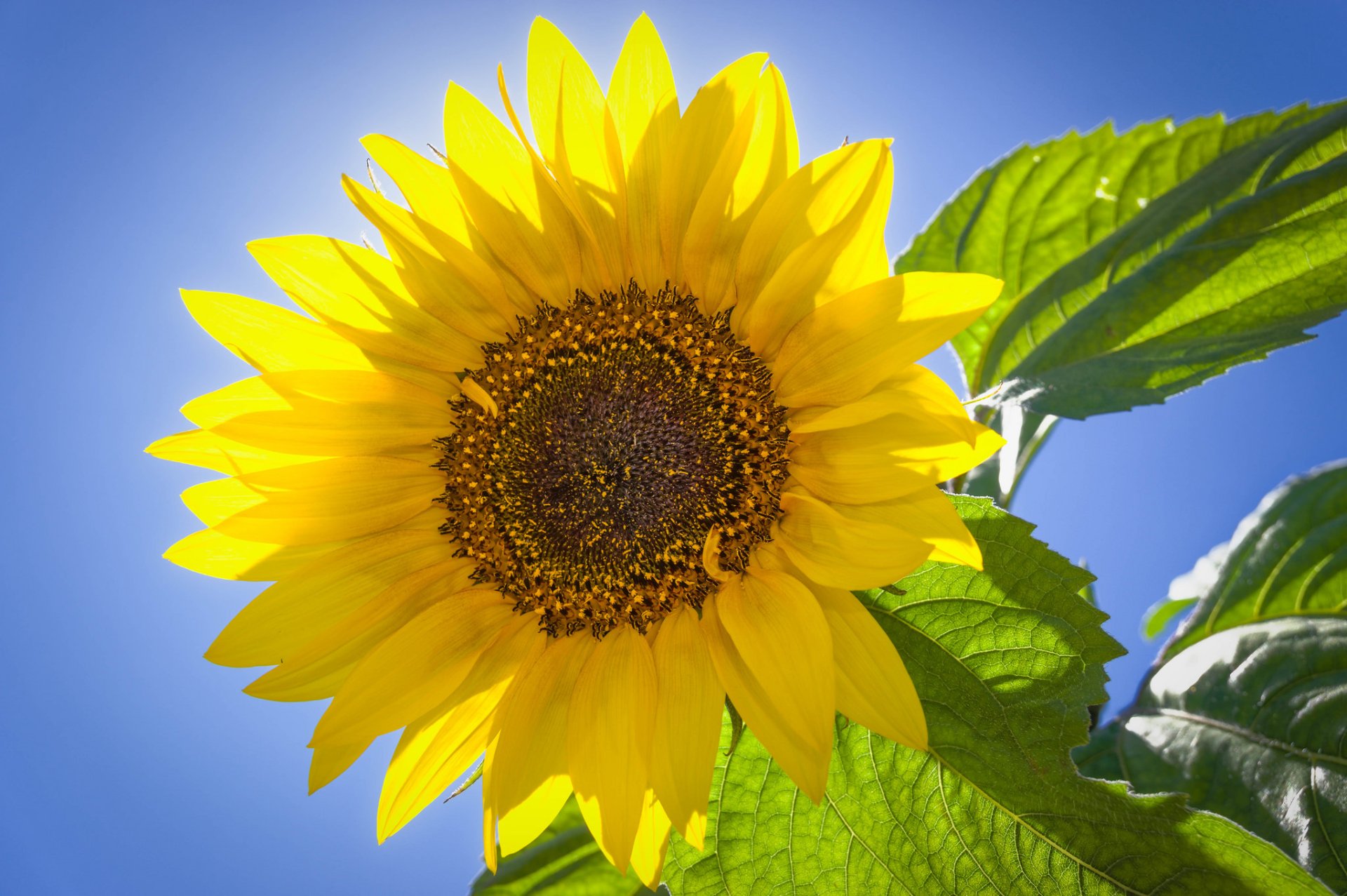 Download Nature Sunny Yellow Flower Flower Sunflower HD Wallpaper