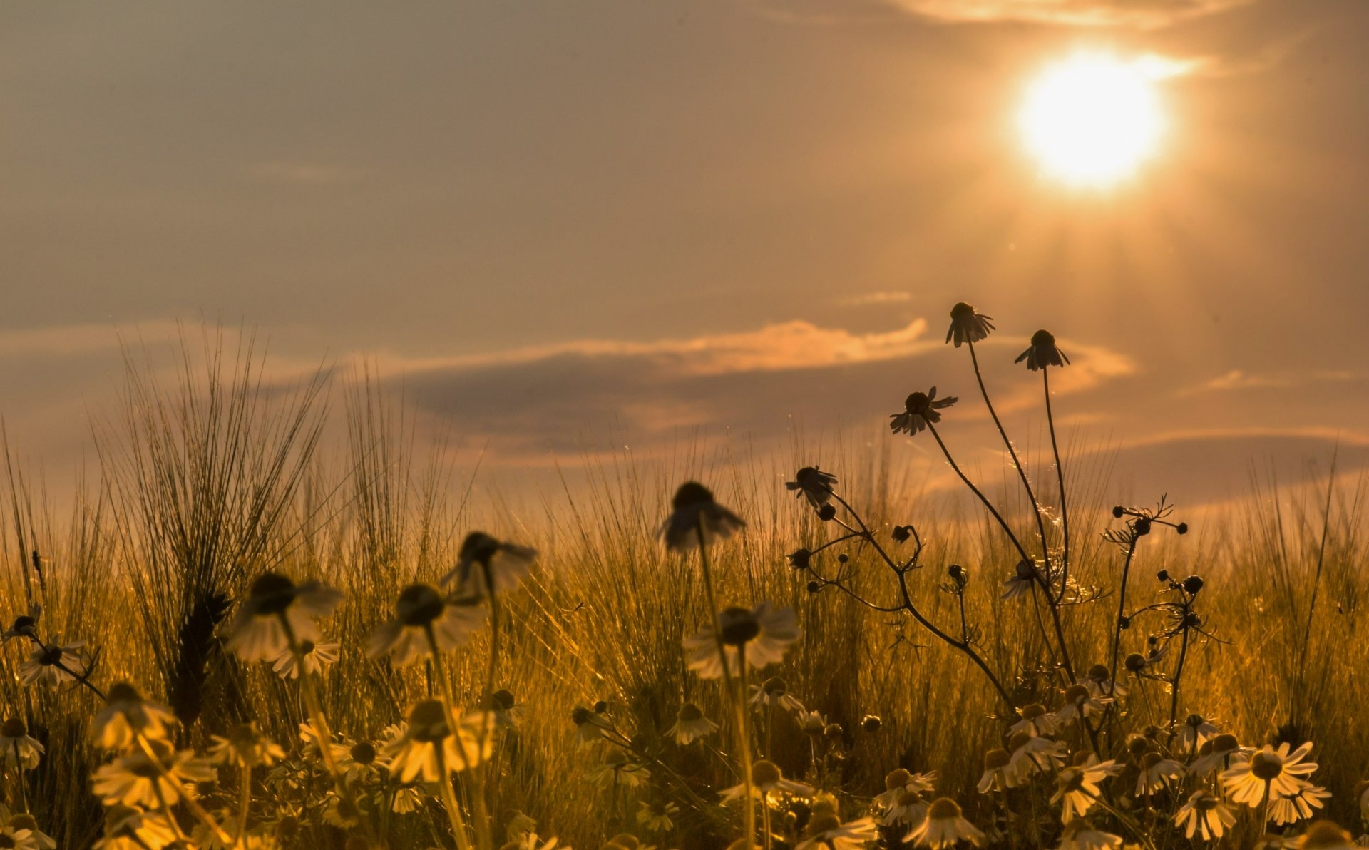 Download Nature Sky Grass Flower Daisy Field Sunset 4k Ultra HD Wallpaper