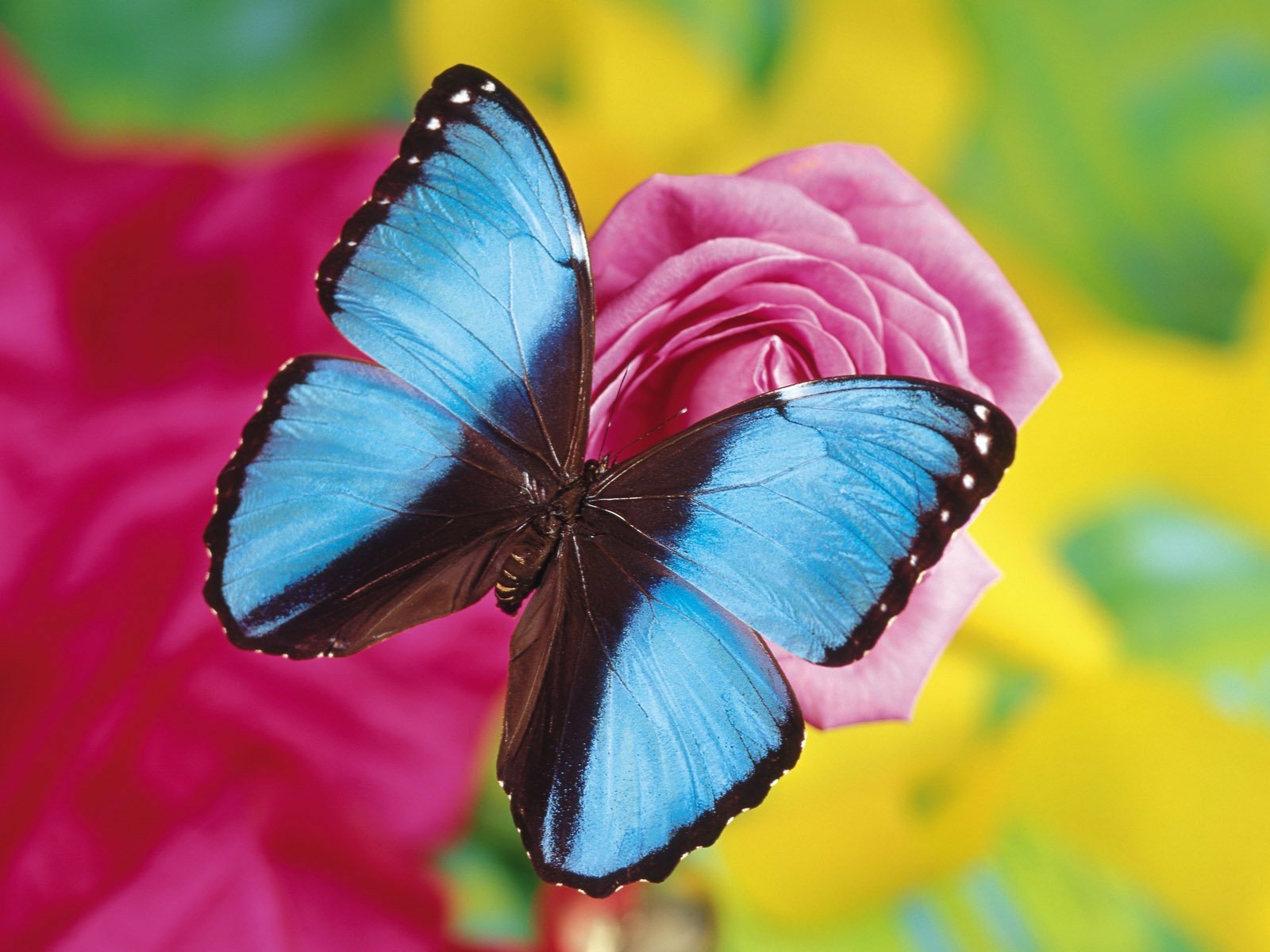 Blue Butterfly on Pink Rose Wallpaper and Background Image ...