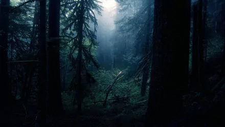 Dark, foggy forest with towering trees and thick clouds, creating a mysterious and atmospheric HD PC desktop wallpaper showcasing nature's eerie beauty.