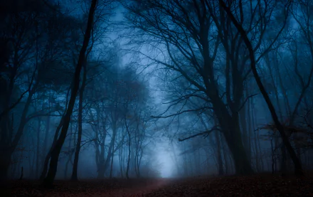 A dark, fog-covered path winds through a forest of bare trees, capturing the essence of autumn in a serene, atmospheric HD desktop wallpaper.