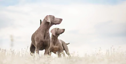 dog Animal weimaraner HD Desktop Wallpaper | Background Image
