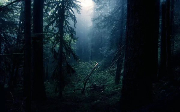 Dark, foggy forest with towering trees and thick clouds, creating a mysterious and atmospheric HD PC desktop wallpaper showcasing nature's eerie beauty.
