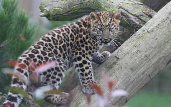 baby animal cub amur leopard Animal leopard HD Desktop Wallpaper | Background Image