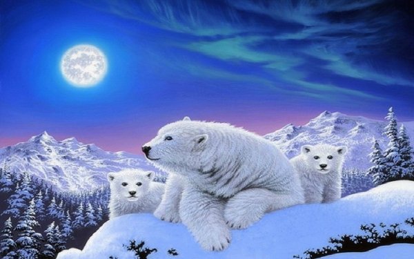 Animal Polar Bear Bears Cub Mountain Winter Moon Snow HD Wallpaper | Background Image