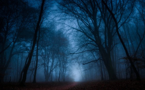 Earth Forest Tree Fog Path Fall Nature Dark HD Wallpaper | Background Image