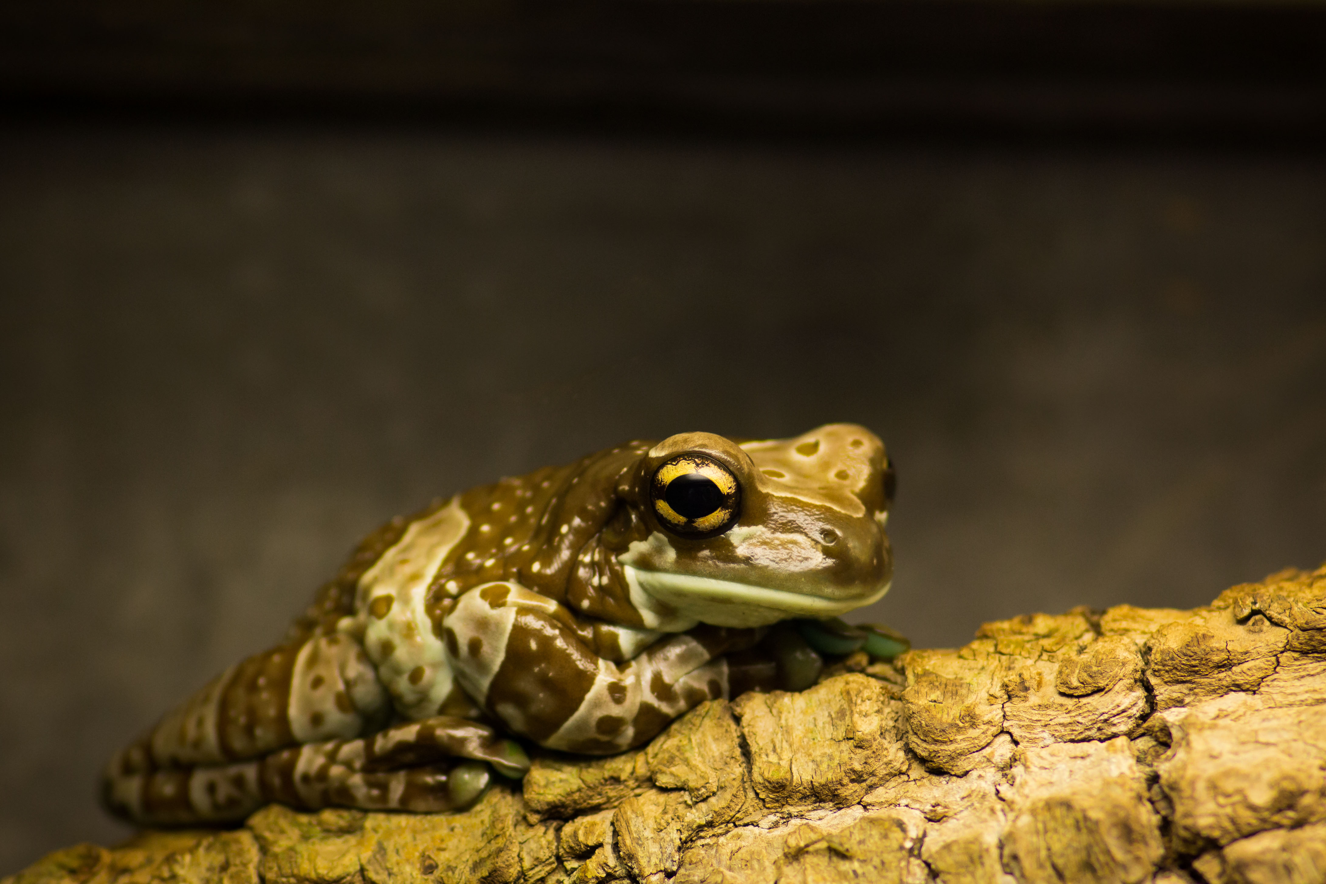 Frog 4k Ultra HD Wallpaper by Cloudtail the Snow Leopard