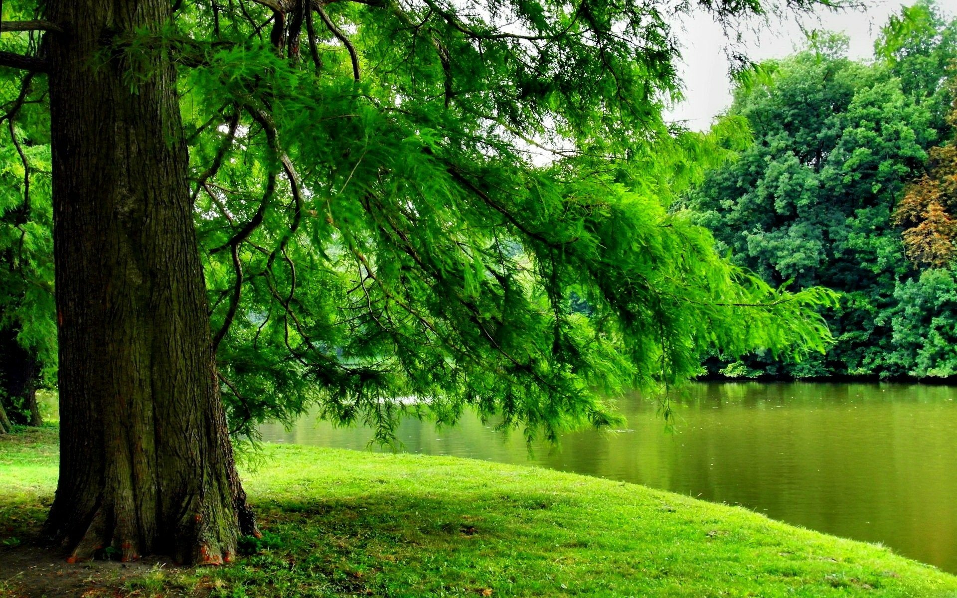  Green  Tree  over the River HD Wallpaper Background Image 