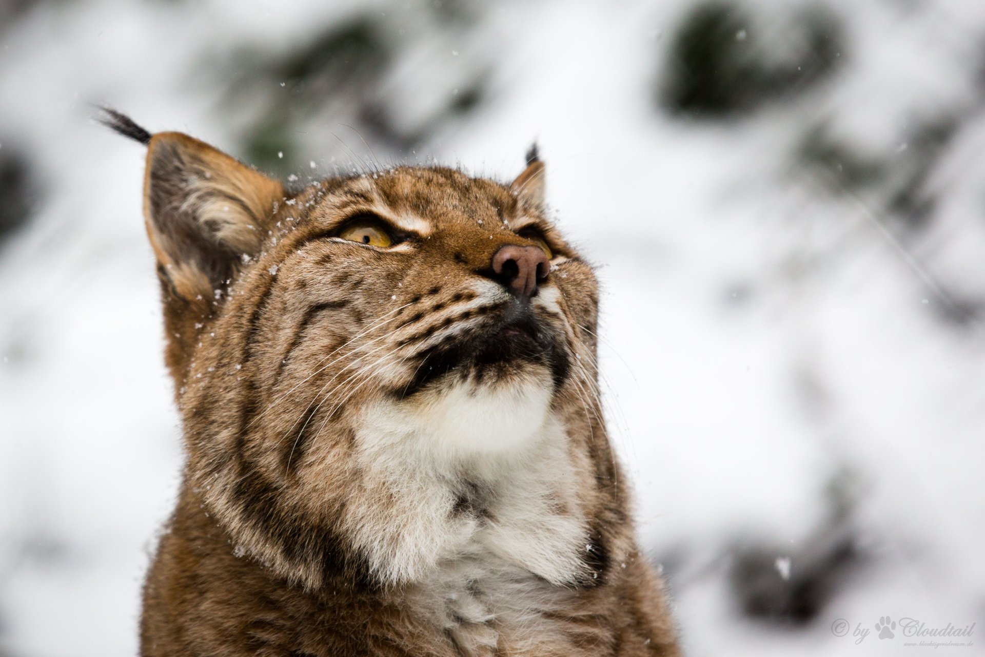 Download Muzzle Animal Lynx 4k Ultra HD Wallpaper by Cloudtail the Snow Leopard